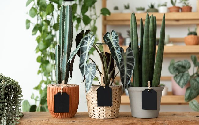 Фото: Комнатные растения нуждаются в уходе зимой (freepik.com)