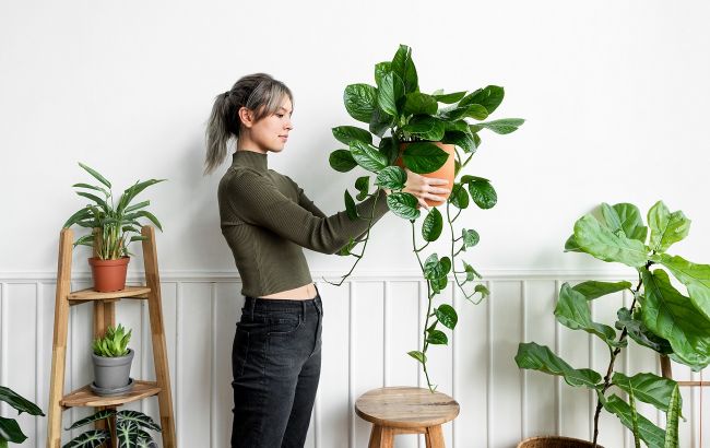 Цю кімнатну рослину визнали найкращою для дому: чистить повітря і невибаглива в догляді