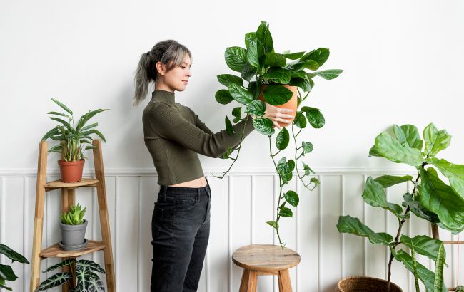 Как защитить домашние растения от холодов и сохранить их красоту до весны