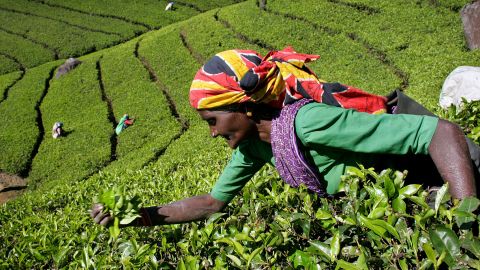 Шри-Ланка планирует чаем погасить долг перед Ираном за нефть