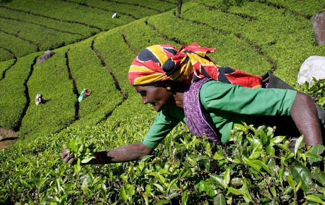 Шри-Ланка планирует чаем погасить долг перед Ираном за нефть