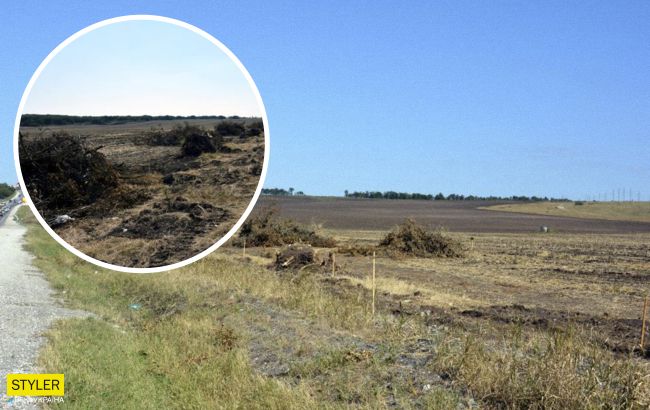 В Севастополе оккупанты уничтожили 20 тыс. деревьев: среди них были краснокнижные