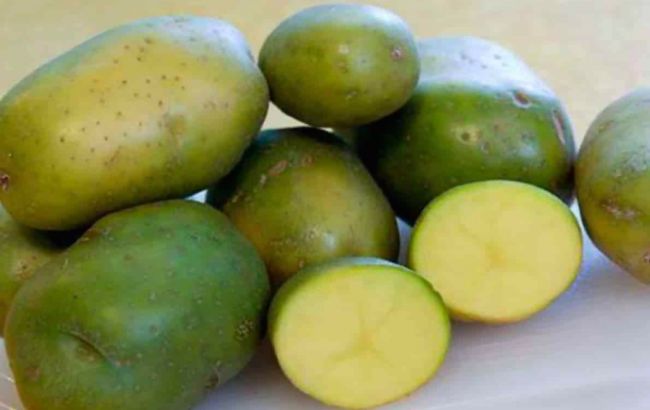 Небезпечна чи ні? Експерти нагадали, чи можна їсти зелену картоплю