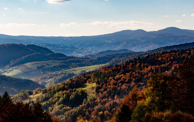 Відновлення лісів України після війни займе 70 років: як це вплине на екосистеми
