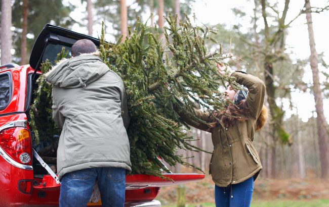 Когда на самом деле надо убирать елку: даты, приметы и важные нюансы