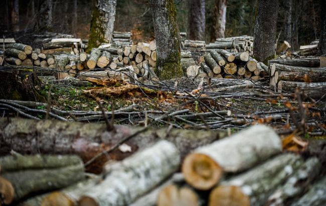 Схема на десятки мільйонів гривень: ДБР викрило масштабне розкрадання лісів