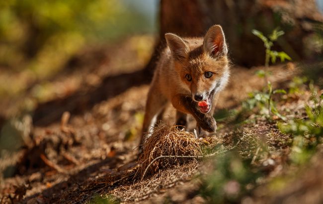 Лиса вышла на охоту в Карпатах: редкое видео с фотоловушки