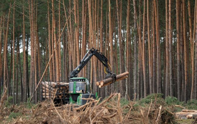 Литва заблокировала схему нелегального импорта древесины из Белоруси и России