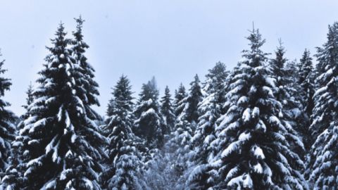 Встромляють зрубані ялинки в сніг: РФ осоромилася підготовкою до приїзду Путіна