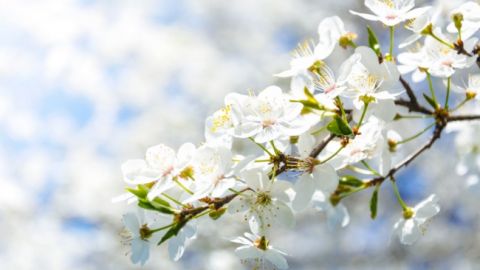Весна переможе: синоптики потішили українців теплим прогнозом