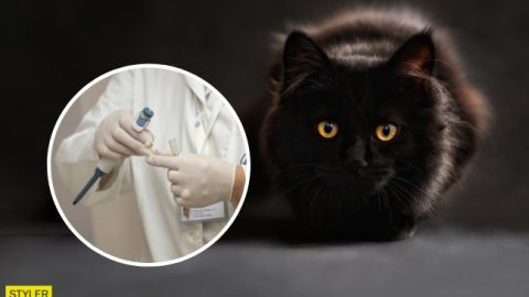 Разбили челюсть, изувечили глаза: в Киеве нелюди жестоко избили кота