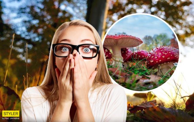 Грибна пора: як відрізнити їстівні гриби від отруйних