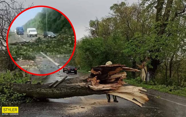 Під Львовом ураган валить дерева: заблокована траса Київ-Чоп (відео)