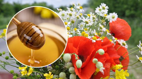Медовий Спас: що сьогодні потрібно святити для здоров'я і краси