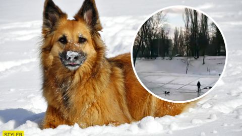 В Киеве собака спасла ребенка, который провалился под лед (видео)