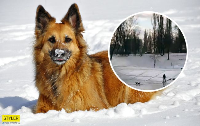 В Киеве собака спасла ребенка, который провалился под лед (видео)