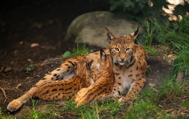 В Украине может быть гораздо меньше рысей, чем считалось: почему статистика ошибается