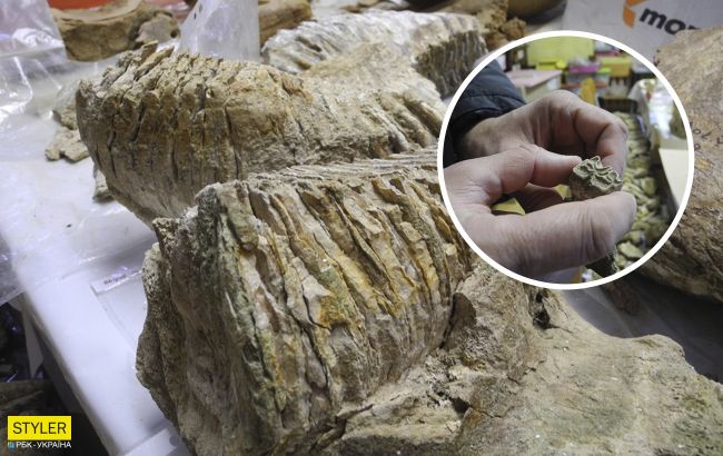 В Україні розкопали 300-тисячолітній зуб мамонта: фото сенсаційної знахідки