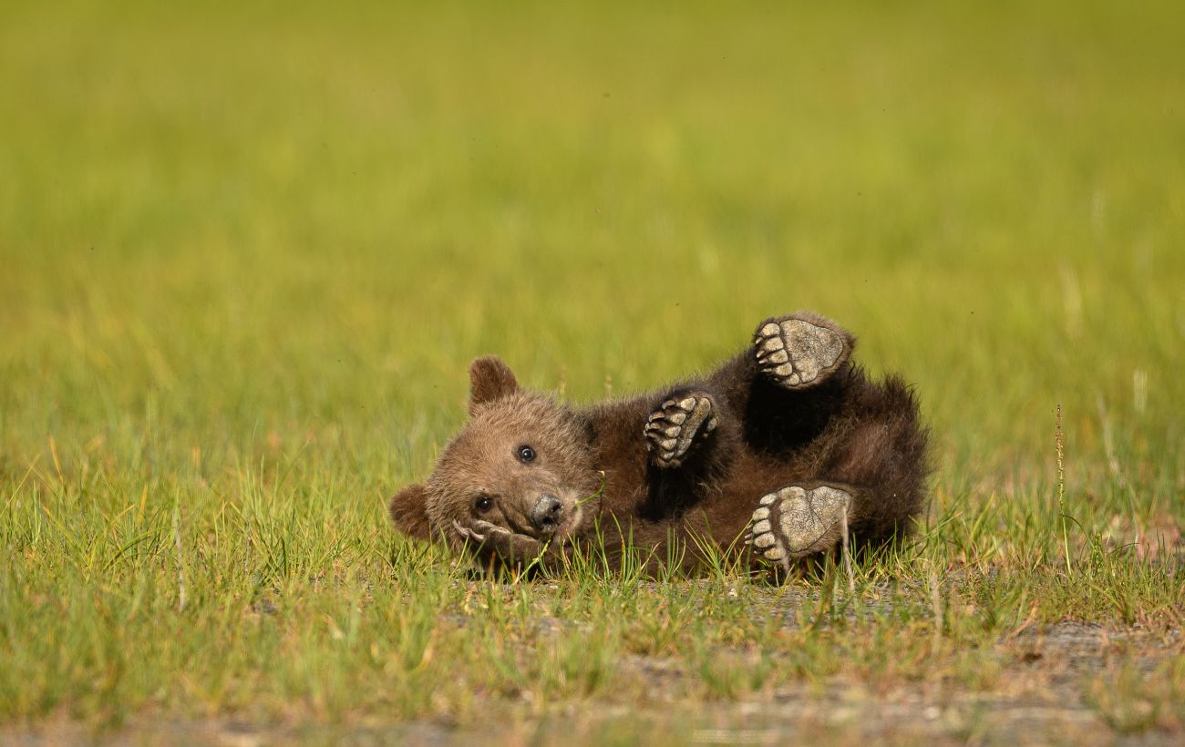 Правда чи міф: 10 фактів про ведмедів, у які ми вірили з дитинства