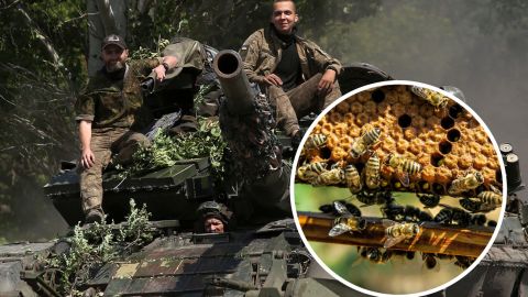 Неймовірна історія порятунку цілого рою бджіл: прибилися до військових прямо на лінії фронту