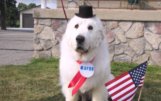 Устал: четырежды побывавший в должности мэра пес уходит на пенсию