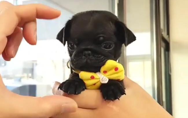 Маленький джентльмен: крошечный щенок стал центром внимания в сети