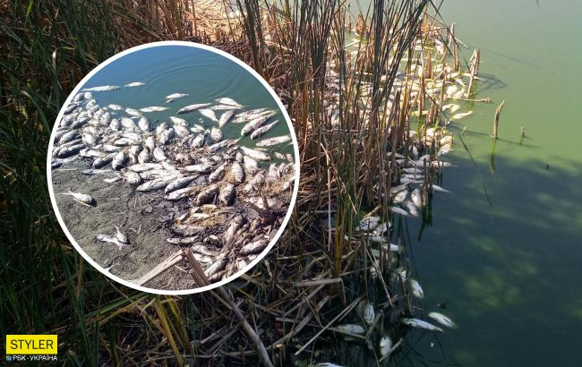 Мертвая рыба на берегу: жуткая экокатастрофа произошла под Житомиром