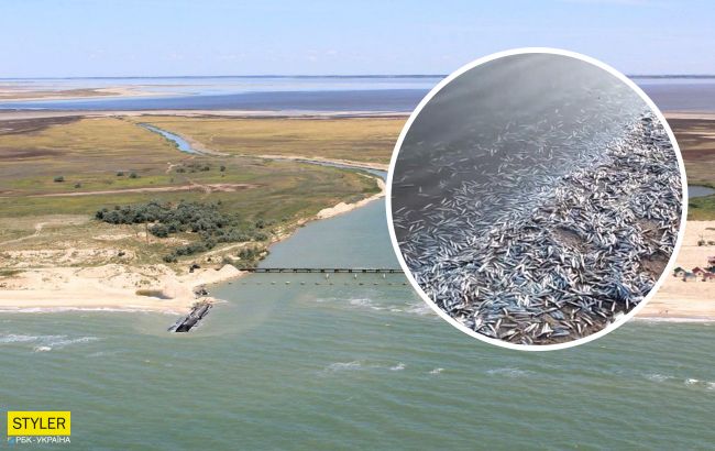 Берег завалило хамсою: в лимані Азовського моря масово загинула риба