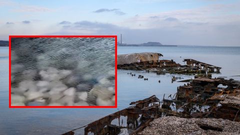 "Такого не було ніколи": в Маріуполі пляжі "забиті" мертвими медузами (відео)