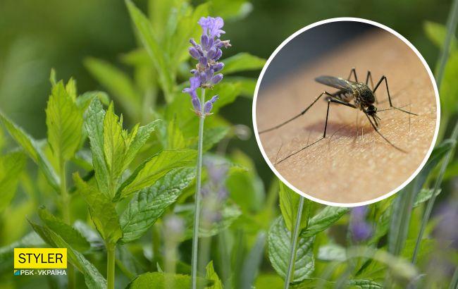 Названо рослини, які чудово відлякують комарів: посадіть їх біля будинку