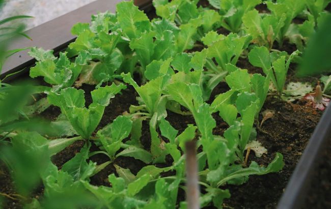 Суперлегкий спосіб виростити руколу вдома за лічені тижні: справляться навіть діти