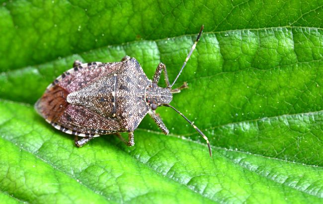 Угрожает более 100 культурам: какой опасный клоп может уничтожить урожай в Украине