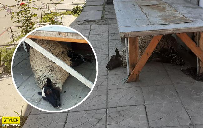 На київському ринку побачили замучену тварину: в мережі переполох
