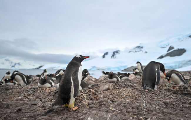 Непростая математика: как украинские полярники считают тысячи пингвинов в Антарктике (видео)