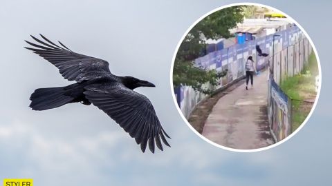 У Києві чергова атака ворон на людей потрапила на відео: чому нападають птахи