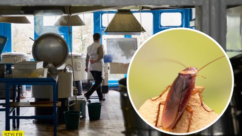 В садах и школах Херсона обнаружили тараканов, плесень и мышей: видео повергает в шок