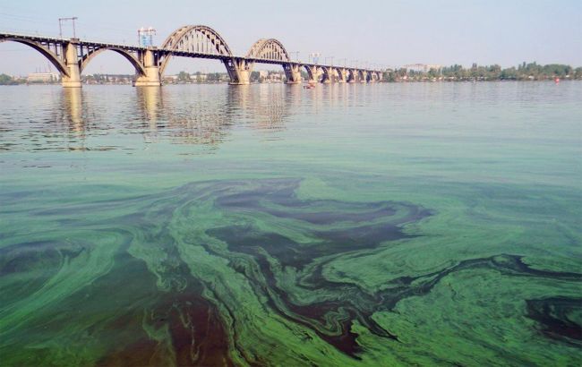 Почему "цветет" вода и безопасно ли в ней купаться