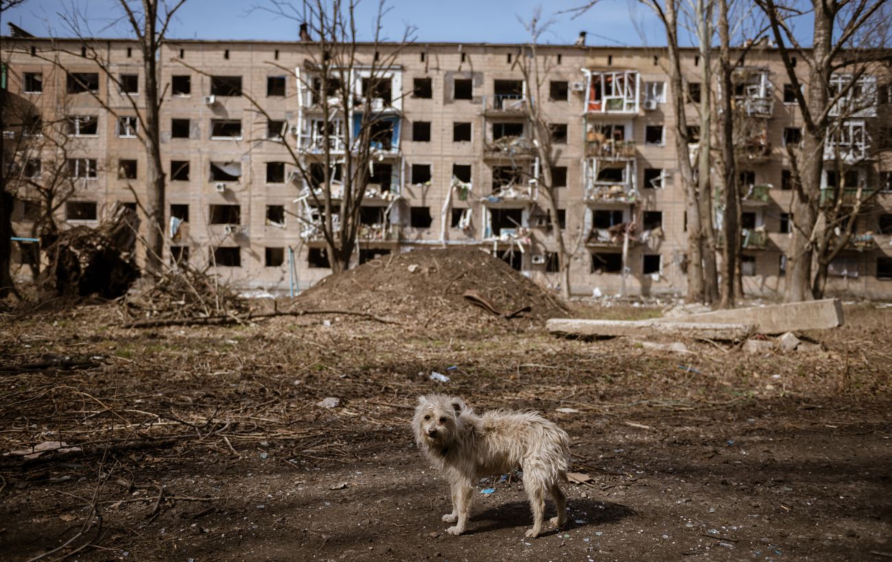 Голодні собаки нападають на українців на окупованих територіях, – ЦНС