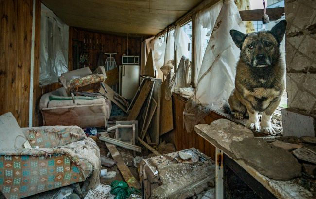 Бродячі собаки атакують жителів Маріуполя: є постраждалі діти