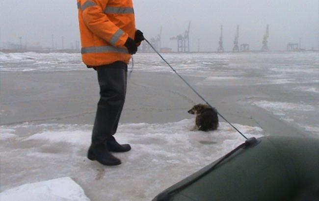 В Мариуполе спасли собаку, уплывающую в море на льдине