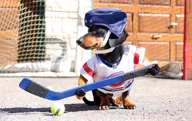 Пес-хоккеист покорил соцсети