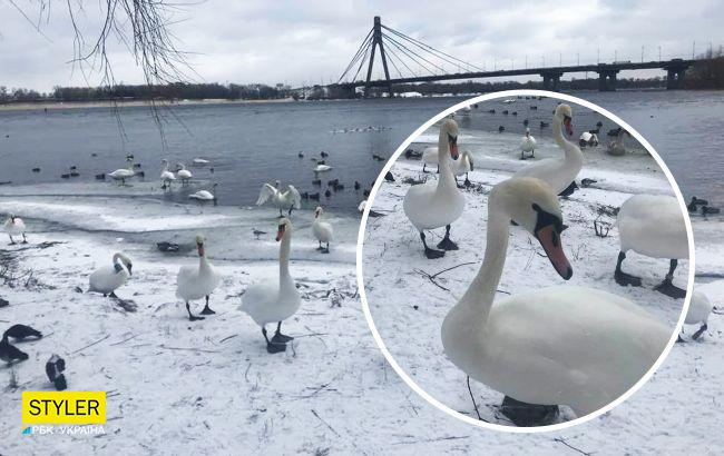 В Киеве на реке заметили настоящее лебединое царство: красота птиц поражает (фото)