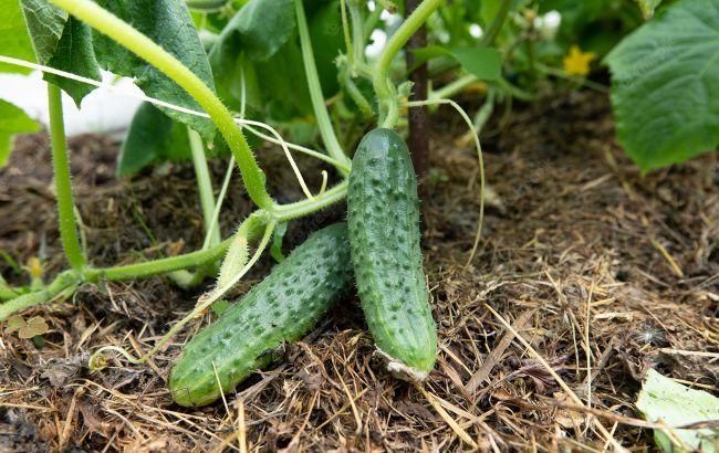 Оживут даже "безнадежные" ростки: как сделать секретное удобрение для огурцов