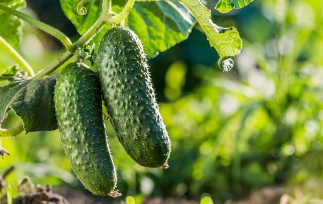 Цей сорт огірків можна посадити в кінці серпня й зібрати врожай до морозів