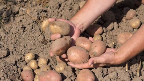 Чтобы картофель хорошо сохранялся зимой: когда его копать в сентябре