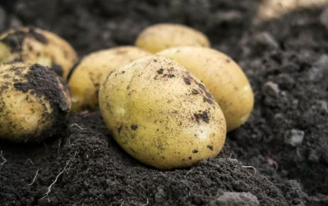 Яку картоплю обрати для посадки, щоб гарантовано отримати багатий врожай