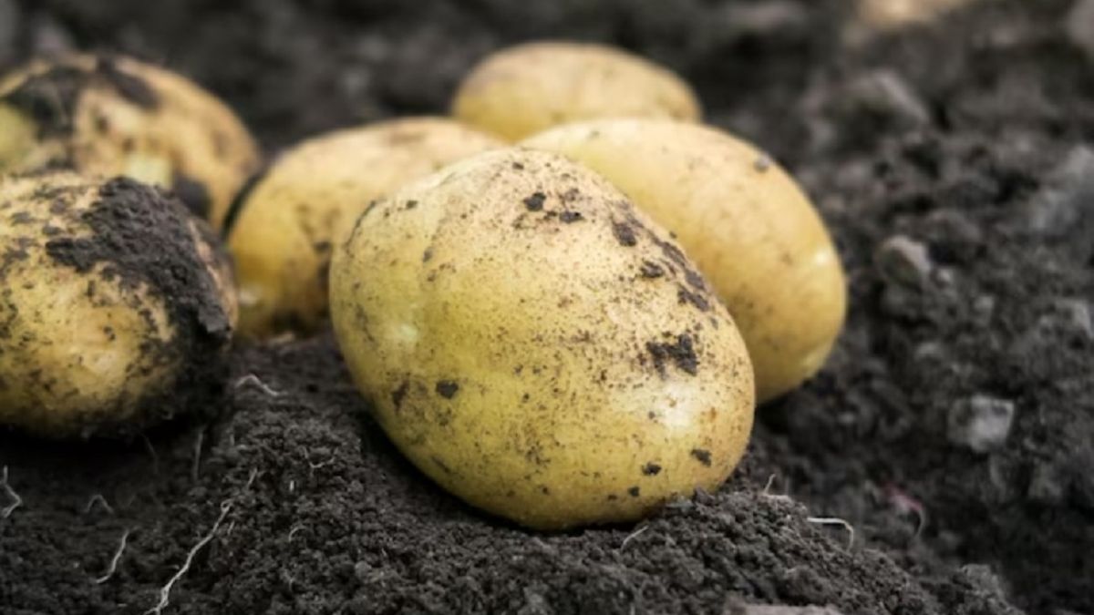 Сорта картофеля которые считаются самыми урожайными