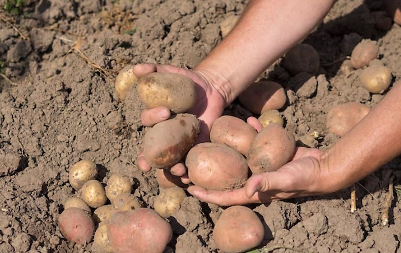 Ознаки готовності картоплі