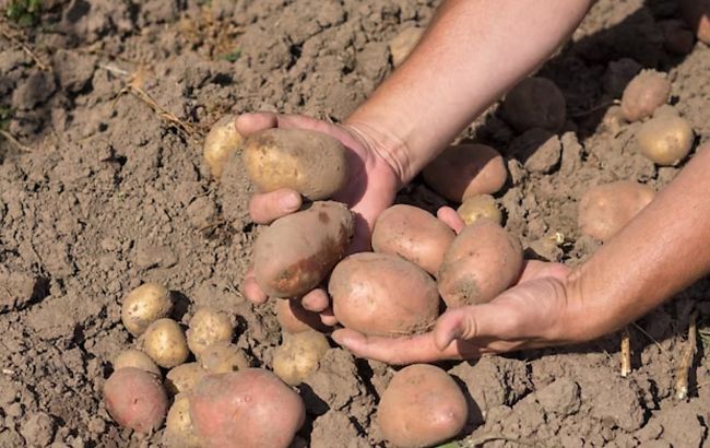 Когда начинать собирать урожай картофеля, чтобы он дольше хранился