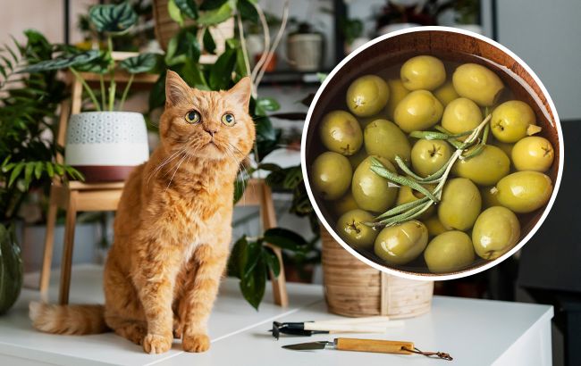 Чому коти люблять оливки: чи можна давати їх улюбленцю